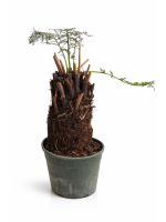 Dicksonia Antarctica